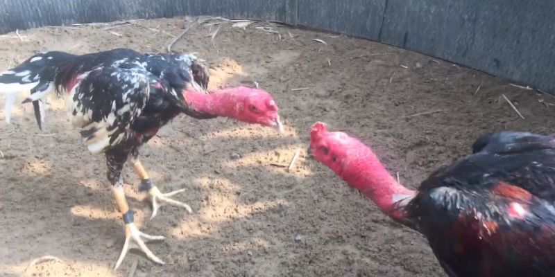 Kiểu cược đá gà nòi với lối chơi thú vị