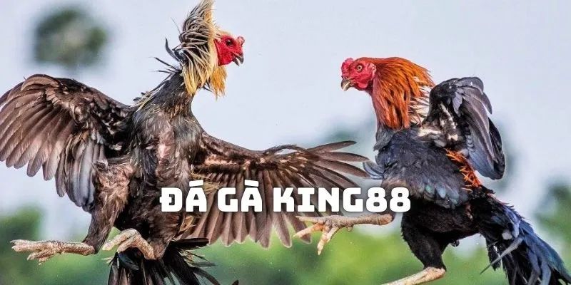 Lý do nên tham gia kiểu chơi đá gà King88 ngay tại nhà