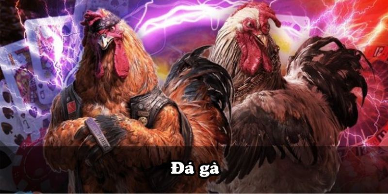 Mẹo chiến thắng cược đá gà cho thành viên mới